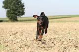 DOBERMANN 073